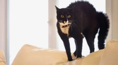 Czy koty mogą widzieć dusze martwych duchów, domów i innych mistyków